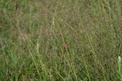 Eragrostis spectabilis