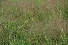 Eragrostis spectabilis