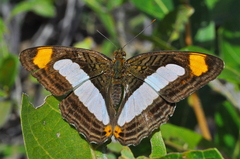 Adelpha