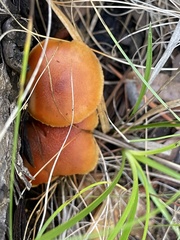Gymnopilus