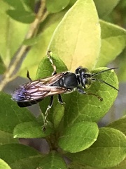 Tachytes