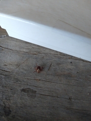 Amblyomma maculatum