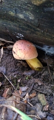 Boletus subvelutipes
