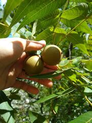 Juglans