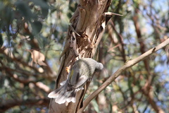 Manorina melanocephala