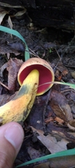 Boletus subvelutipes