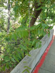 Juglans