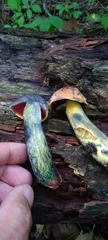 Boletus subvelutipes