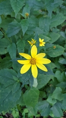 Helianthus decapetalus