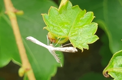 Pterophorinae