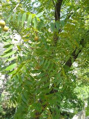 Juglans