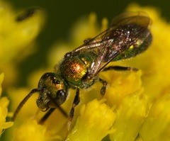 Augochlora pura