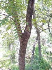 Juglans