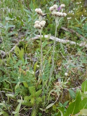 Antennaria pulcherrima