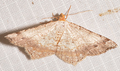 Macaria bisignata
