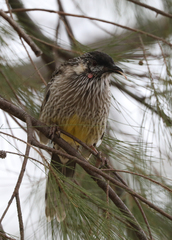 Anthochaera carunculata