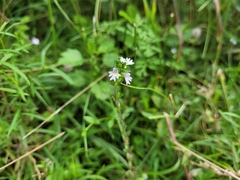 Euphrasia stricta