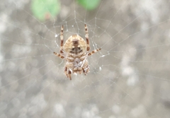 Araneus ventricosus