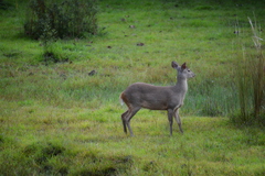 Mazama gouazoubira