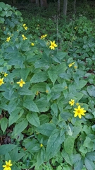 Helianthus decapetalus