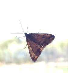 Pyrausta subsequalis