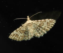 Alucita montana
