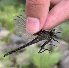 Dromogomphus spinosus