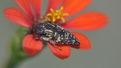 Acmaeodera mudgei