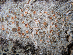 Lecanoraceae