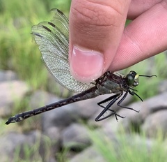 Dromogomphus spinosus