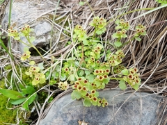 Chrysosplenium tetrandrum