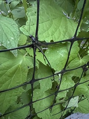 Pelecinus polyturator