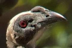 Philemon buceroides yorki