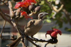 Philemon buceroides yorki