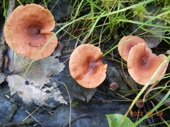 Lactarius camphoratus