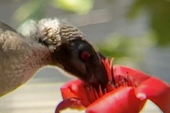Philemon buceroides yorki