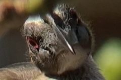 Philemon buceroides yorki