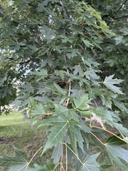 Acer saccharinum