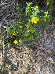 Hibbertia linearis