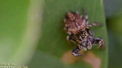 Evarcha fasciata