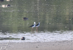 Himantopus leucocephalus