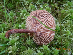Lactarius camphoratus