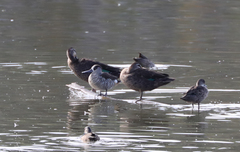 Malacorhynchus membranaceus