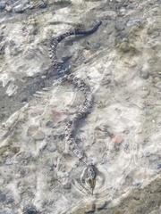 Nerodia sipedon sipedon