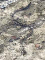 Nerodia sipedon sipedon