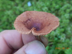 Lactarius camphoratus