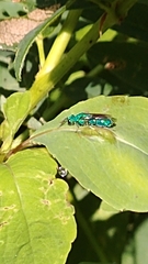 Caenochrysis