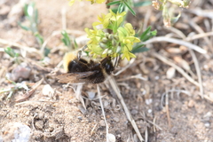 Bombus terrestris