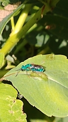 Caenochrysis