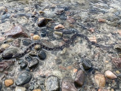 Nerodia sipedon sipedon